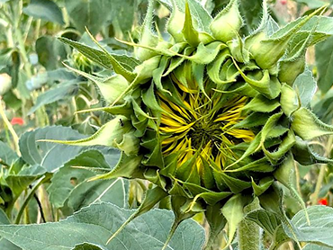 Česká moderna XX. století v Galerii Kooperativy